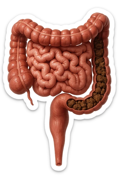 intestino umano anatomico con colon pieno di feci spezzettate, iperrealistica 4k sticker