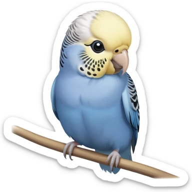 budgie, grey feathers, white head sticker
