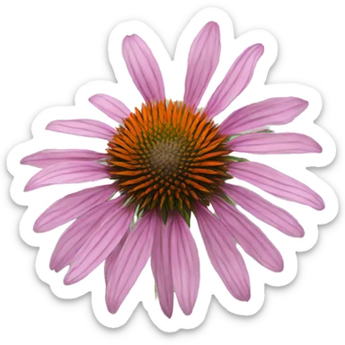 whole echinacea flower sticker