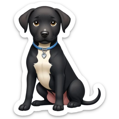 Big black lab pit mix with a white chest sticker