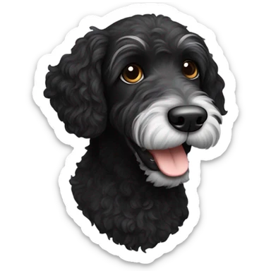 Black labradoodle with a white chin sticker