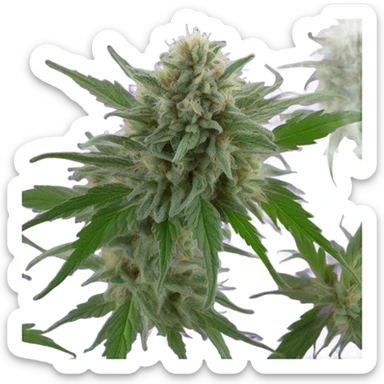 Purple marijuana sticker