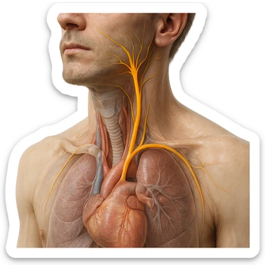 realistic 4K close-up image of human neck and chest with vagus nerve highlighted, anatomical details, visible vagus nerve path, transparency on internal organs, natural colors, white background sticker