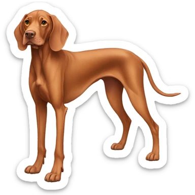 Grown Vizsla dog. Standing. Long ears. Long legs. Light color paws. Very Light color face.  sticker