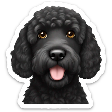 Black labradoodle with a white chin sticker