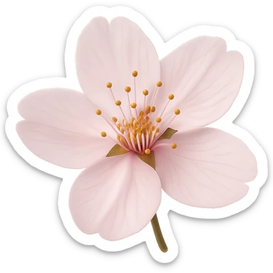 sakura cherry blossom flower, remove background sticker