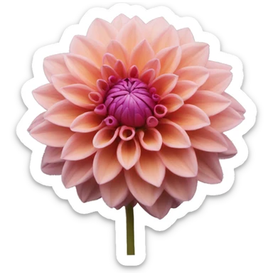 Dahlia sticker