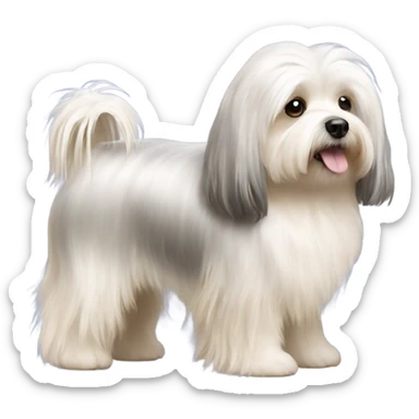 Side view of Havanese with long hair all the way down to the floor sticker