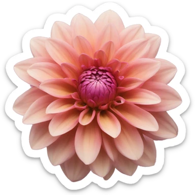 dahlia flower sticker