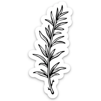 Rosemary herb with needle-like leaves on stems, botanical illustration sticker