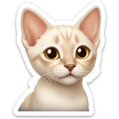Flame point Siamese kitten sticker