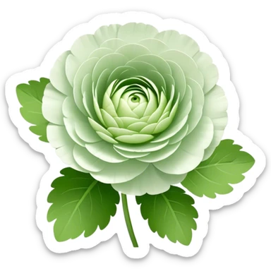 Two white and light green Ranunculus flowers with short leaf sticker