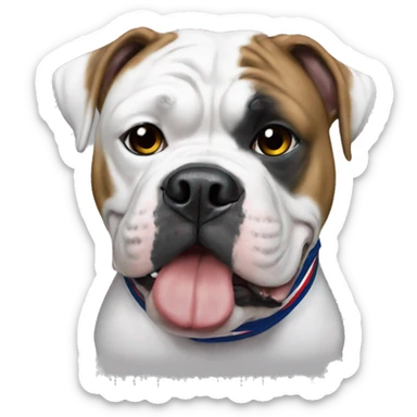 American bulldog with New England Patriot shirt sticker