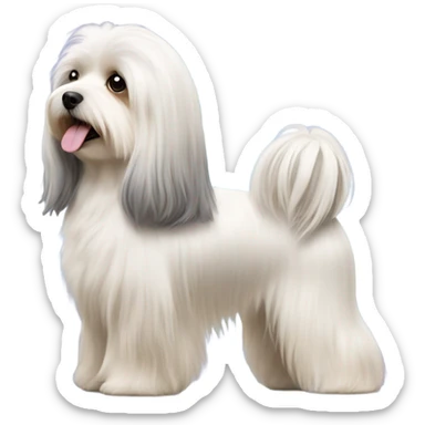 Side view of Havanese with long hair all the way down to the dogs feet at a dog show  sticker