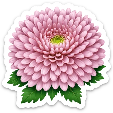 big bouquet Soft Pink Chrysanthemum, luxuriant, leaf, bud sticker