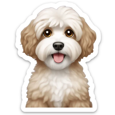 havanese poodle mix in light Brown with white betreten the eyes sticker