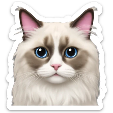 Pink bow on a ragdoll cat sticker