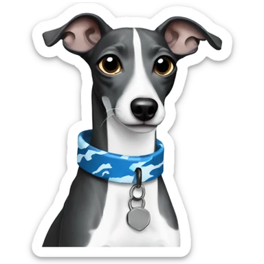 Black and white Italian greyhound with blue camo collar sticker