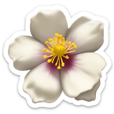 "brown-eyed rock rose" flower. White petals with brown spots. Yellow center sticker
