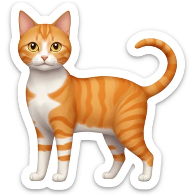 full body orange domestic shorthair slim cat with yellow/orange eyes and a white triangle pattern on his face playing sticker