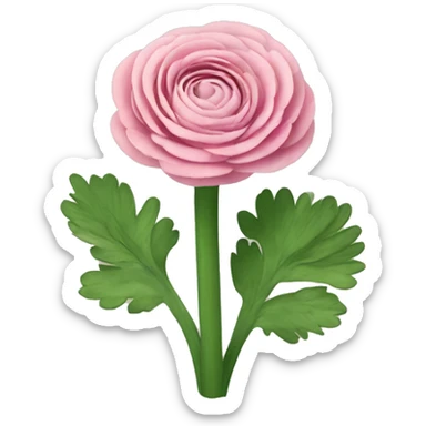 ranunculus sticker