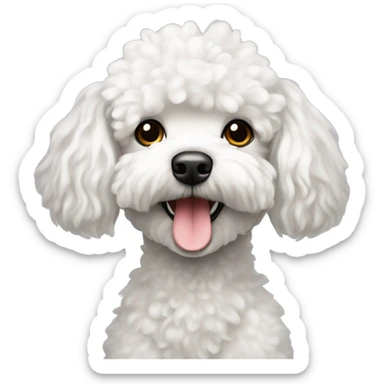 Scruffy White toy poodle sticker