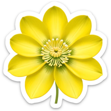 Yellow woodland anemone flowers sticker