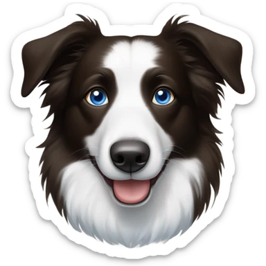 Border collie with one blue eye and with one brown eye sticker