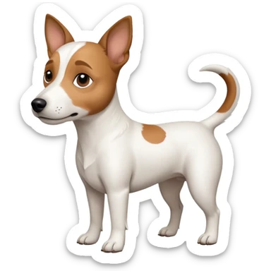 a full body white jack russel looking dog the size of a kelpie with light brown ears and a light brown patch on one eye, flopped down ears and a large snout sticker