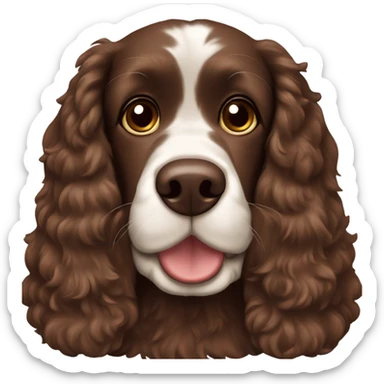 Chocolate brown cocker spaniel  sticker