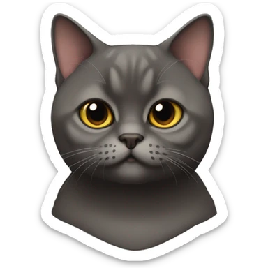 Dark brown  british shorthair cat sticker