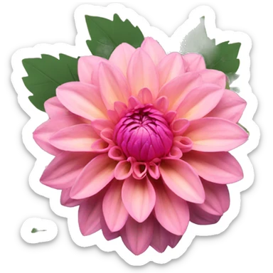 Pink dahlia flowers sticker