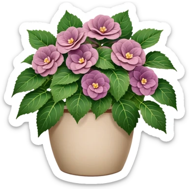 Begonia Rex in a beige pot with every leaf having a prominent spiral pattern in the center, greenish-purple leaves only sticker