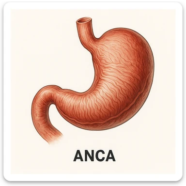 Anca su sfondo isolato sticker