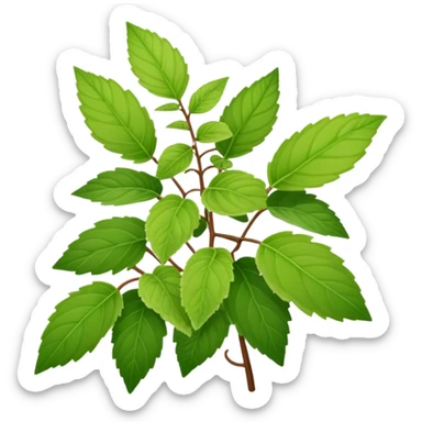 Plectranthus Verticillatus with falling leaves sticker