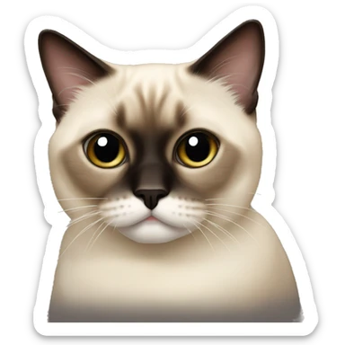 short hair himalayan siamese cat sticker