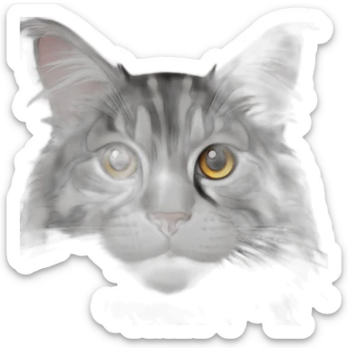 Black and white striped Maine coon with white strip down nose and Amber eyes sticker
