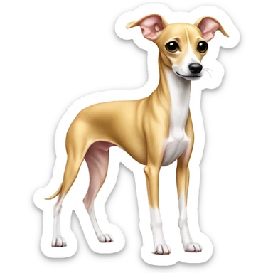 full body all golden italian greyhound chihuahua sticker