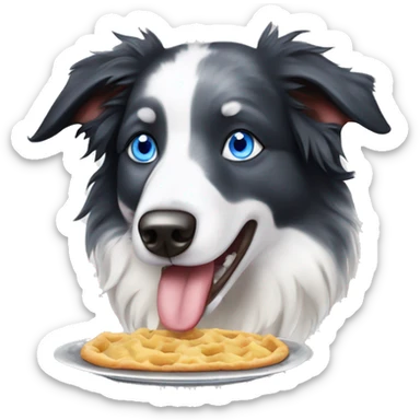 Blue eyes Seal merle Border collie eating sticker