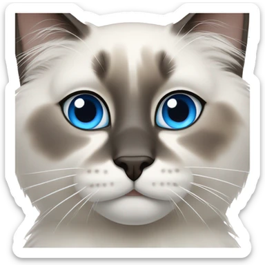 A ragdoll cat with blue eyes sticker