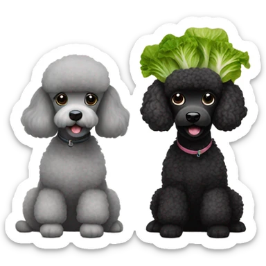 Black poodle and light grey poodle sitting together eating lettuce  sticker