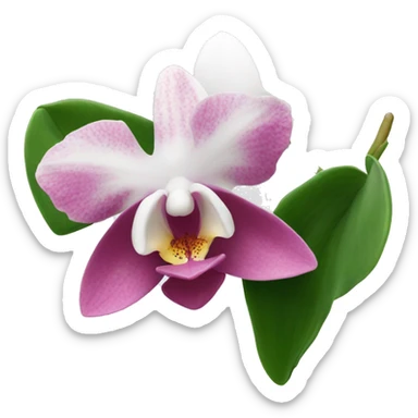 Orchidea rosa e bianca  sticker