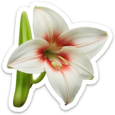  Hippeastrum exposure sticker