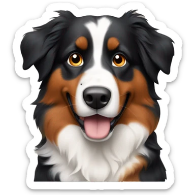 Australian Sheperd with the Colors of a bernese mountain dog sticker
