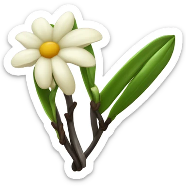  vanilla beans with flower sticker