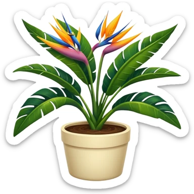 No bloom Bird of paradise leafy plant in cream pot  sticker