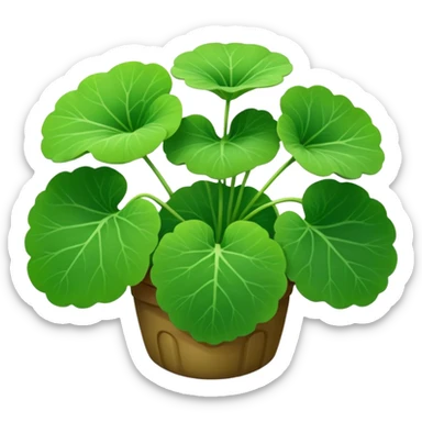 centella asiatica sticker