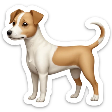 a full body facing front on of a buff white beagle cross jack russell terrier looking dog the size of a kelpie with light brown long ears resting on its face and a light brown patch above one eye and a large snout. the rest of the dog is completely white.  sticker