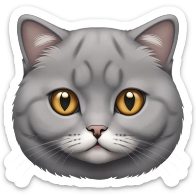 face grey cat, Scottish fold breed sticker