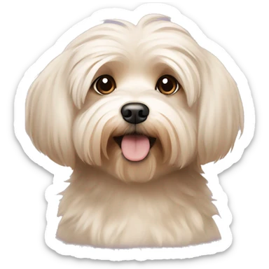 Short hair, beige Havanese dog sitting sticker